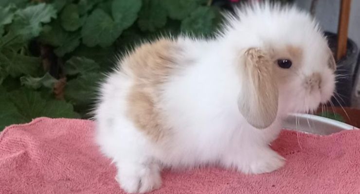 Ordu Hollanda Lop Tavşan